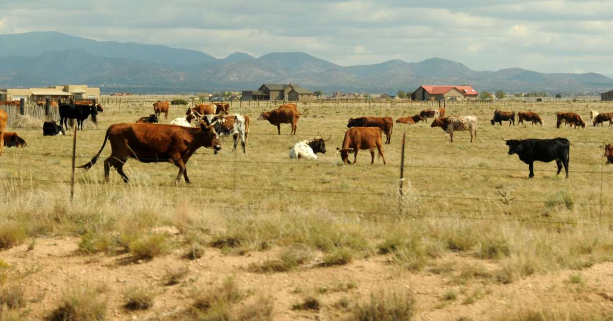cattle tax deductions